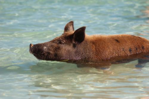 Would You Swim With a Pig?